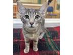 Peppermint, Domestic Shorthair For Adoption In Fresno, California