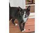 Pinhead, Domestic Shorthair For Adoption In Fresno, California