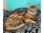 Strawberry, Domestic Mediumhair For Adoption In Fresno, California