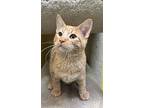 Freddy, Domestic Shorthair For Adoption In Fresno, California