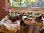 Forest, Domestic Shorthair For Adoption In Knoxville, Tennessee