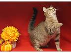 Maggie (photos 11/2/2024), Domestic Shorthair For Adoption In Marietta, Ohio
