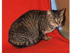 Kitty (possibly Pregnant), Domestic Shorthair For Adoption In Marietta, Ohio