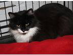 Bunny (possibly Pregnant), Domestic Longhair For Adoption In Marietta, Ohio