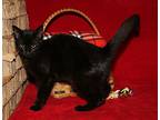 I.o. (aka Iota) In Foster Care, Domestic Shorthair For Adoption In Marietta