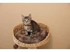 Josh, Domestic Shorthair For Adoption In Overland Park, Kansas
