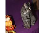 Chick-fil-a Sauce, Domestic Shorthair For Adoption In Marietta, Ohio