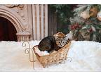 Dorothy, Domestic Shorthair For Adoption In Overland Park, Kansas