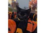 Sunshine, Domestic Shorthair For Adoption In Brooklyn Center, Minnesota