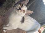 Hot Rod, Domestic Shorthair For Adoption In Hollister, California