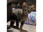 Magenta, Domestic Shorthair For Adoption In Brooklyn Center, Minnesota