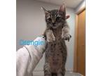Orangie, Domestic Shorthair For Adoption In Brooklyn Center, Minnesota