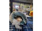 Turnip, Rat For Adoption In Chicago, Illinois