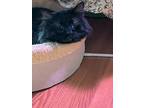Thanos24, Domestic Shorthair For Adoption In Youngsville, North Carolina