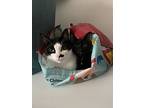 Lilah, Domestic Shorthair For Adoption In Stafford, Virginia