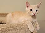 Tito24, Domestic Shorthair For Adoption In Youngsville, North Carolina
