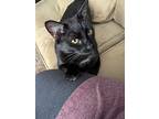 Solaris21, Domestic Shorthair For Adoption In Youngsville, North Carolina