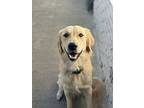 Walter, Golden Retriever For Adoption In Warr Acres, Oklahoma