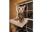 Pickles, Domestic Shorthair For Adoption In O'fallon, Missouri