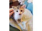 Circe, Domestic Longhair For Adoption In O'fallon, Missouri