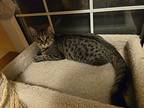 Moxley, Domestic Shorthair For Adoption In O'fallon, Missouri