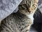 Charis, Domestic Shorthair For Adoption In Dayton, Ohio