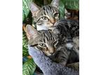 T-rex, Domestic Shorthair For Adoption In Dayton, Ohio
