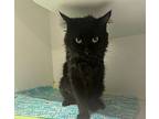 Mufasa, Domestic Longhair For Adoption In Dearborn, Michigan