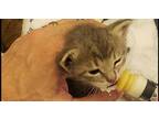 Gandalf, Domestic Longhair For Adoption In O'fallon, Missouri