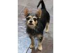 Armina, Terrier (unknown Type, Medium) For Adoption In Tucson, Arizona