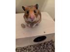 Pablo, Hamster For Adoption In Aurora, Illinois