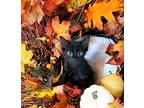 Kimchi 2, Domestic Mediumhair For Adoption In Austin, Texas