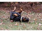Templeton, Doberman Pinscher For Adoption In Greensboro, North Carolina