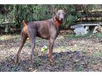 Patron, Doberman Pinscher For Adoption In Greensboro, North Carolina