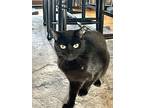 Essie, Domestic Shorthair For Adoption In Andover, Connecticut