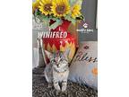 Hocus Pocus Kitten Litter: Winifred, Domestic Shorthair For Adoption In Council