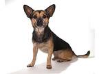 Whisky, Terrier (unknown Type, Medium) For Adoption In Oakland Park, Florida