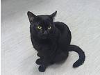 Dennis The Menace, Domestic Shorthair For Adoption In Pawtucket, Rhode Island