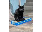 Cordelia, Domestic Shorthair For Adoption In Pawtucket, Rhode Island