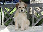 Gwen, Wheaten Terrier For Adoption In Los Angeles, California