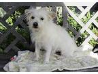Randy - 10 Pounds, Scottie, Scottish Terrier For Adoption In Los Angeles