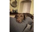 Bijoux, Retriever (unknown Type) For Adoption In Greenville, South Carolina