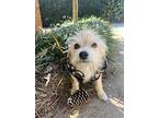 Mountain Dew, Terrier (unknown Type, Medium) For Adoption In Greenville