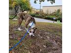 Baby Carrot, American Staffordshire Terrier For Adoption In Merriam, Kansas