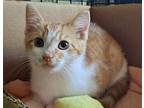 Lil Carrot, Domestic Shorthair For Adoption In Greensboro, North Carolina