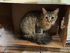 Chickpea, Domestic Mediumhair For Adoption In Greensboro, North Carolina
