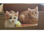 Sweet Potato, Domestic Shorthair For Adoption In Greensboro, North Carolina