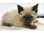 Ghost Pepper, Siamese For Adoption In Vancouver, British Columbia