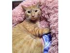 Marigold, Domestic Shorthair For Adoption In Cleveland, Ohio