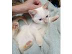 Shaggy, Domestic Shorthair For Adoption In Cleveland, Ohio
